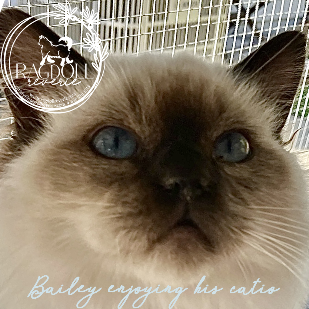Ragdoll boys in missouri