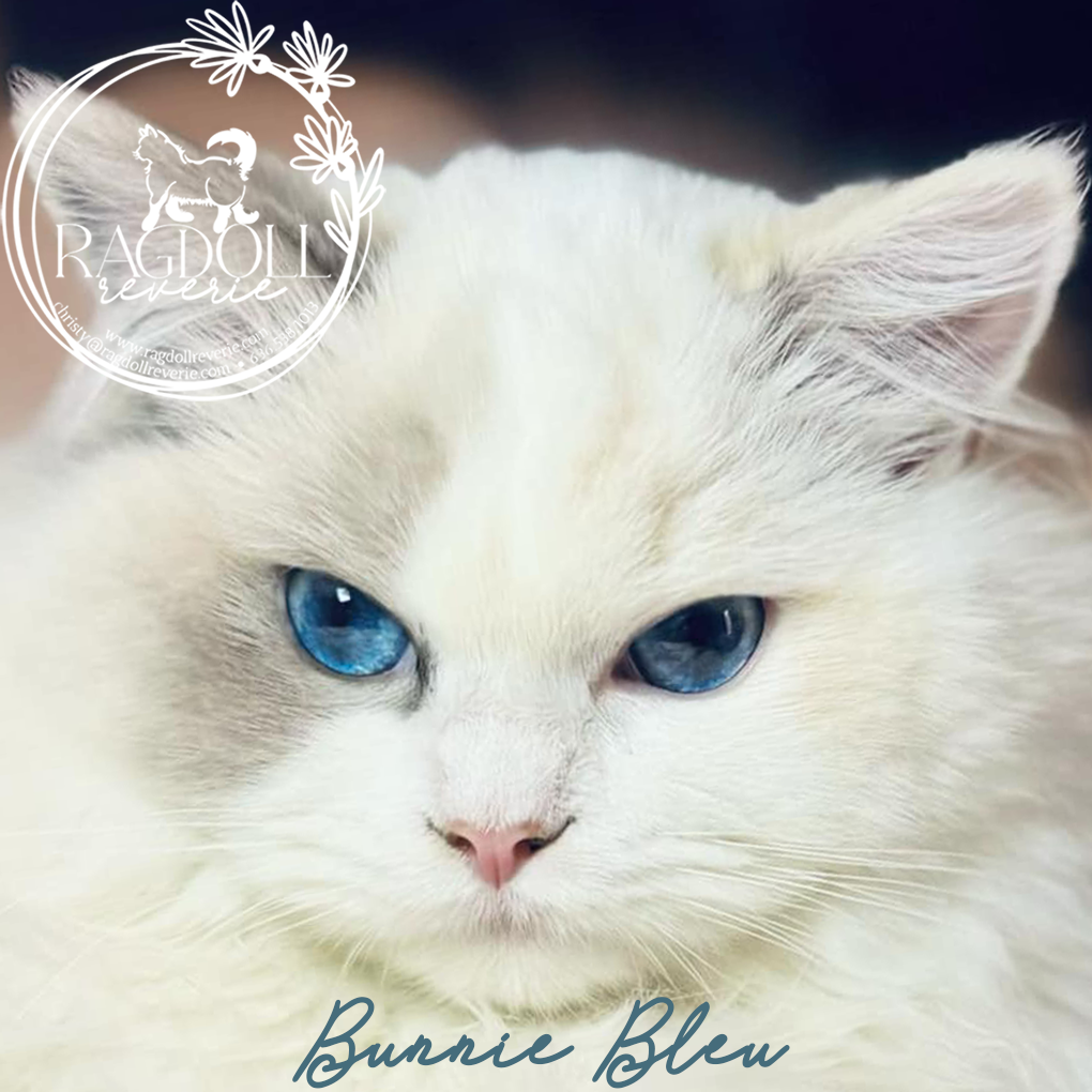 Ragdoll kittens for sale