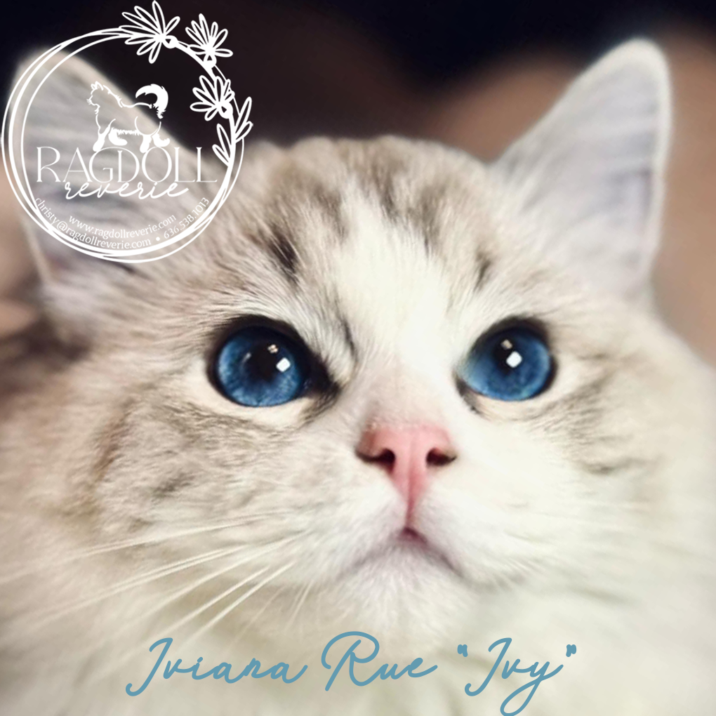 Ragdoll kittens st. louis missouri