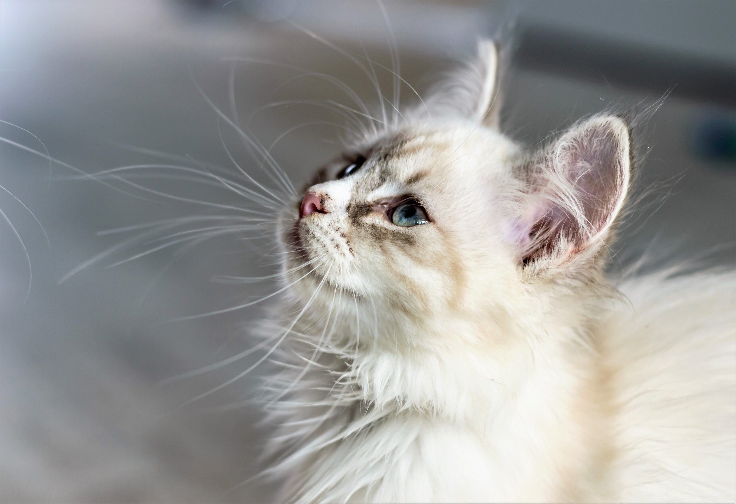 buy ragdoll kittens in missouri
