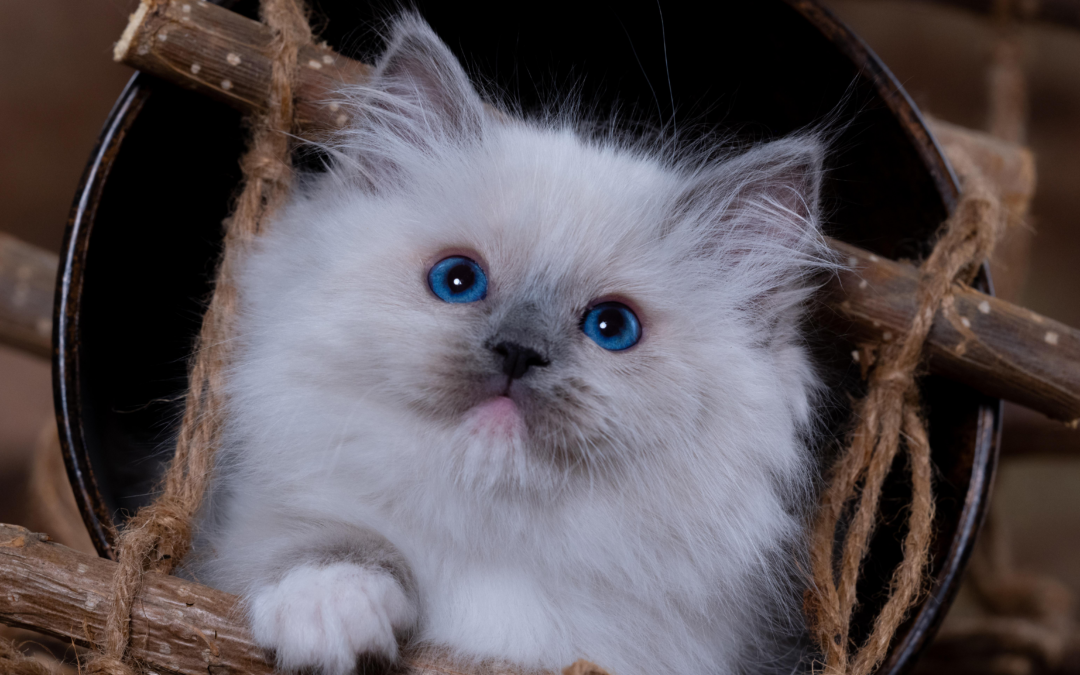 Back to Biology: Ragdoll Genetics