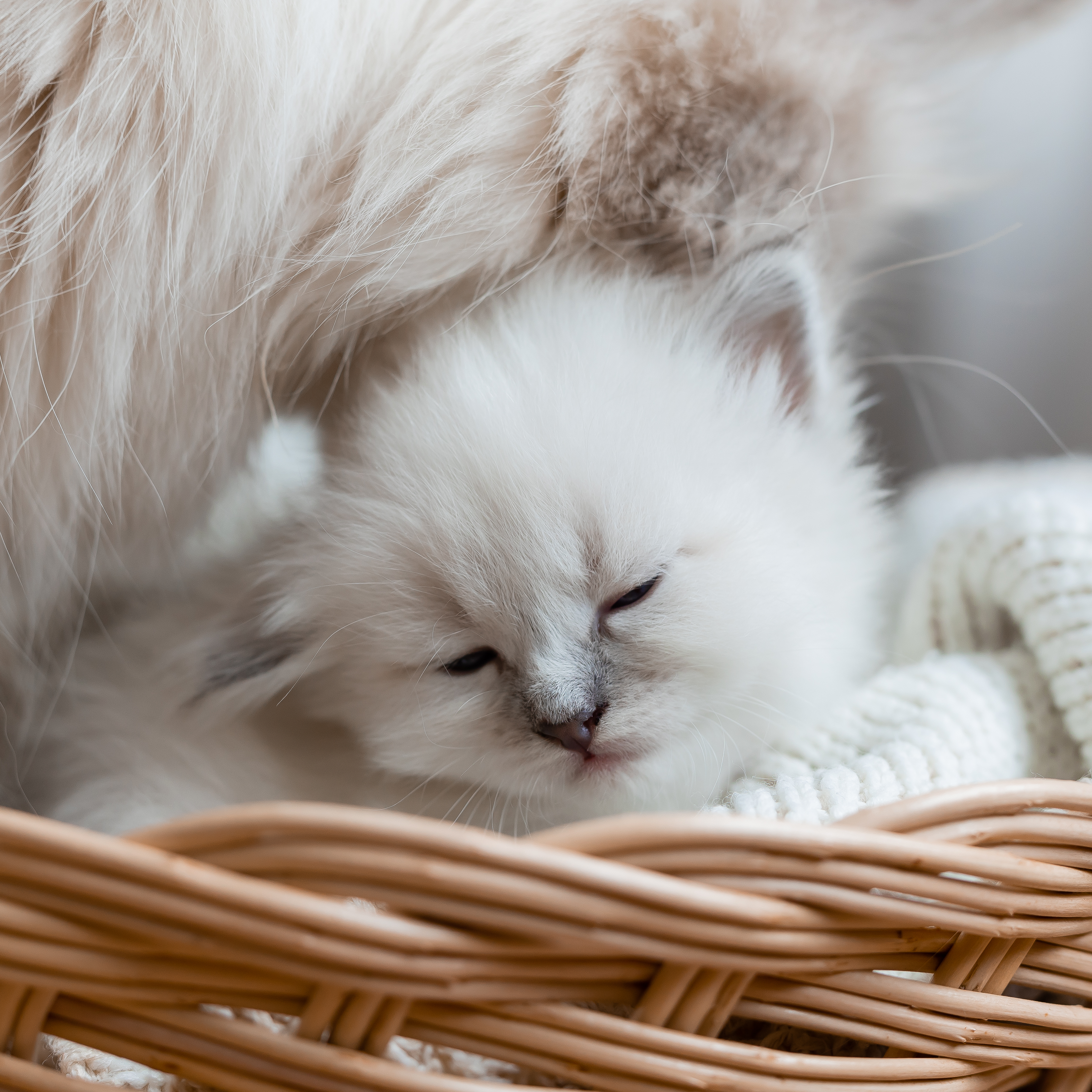 adopt a ragdoll in st. louis