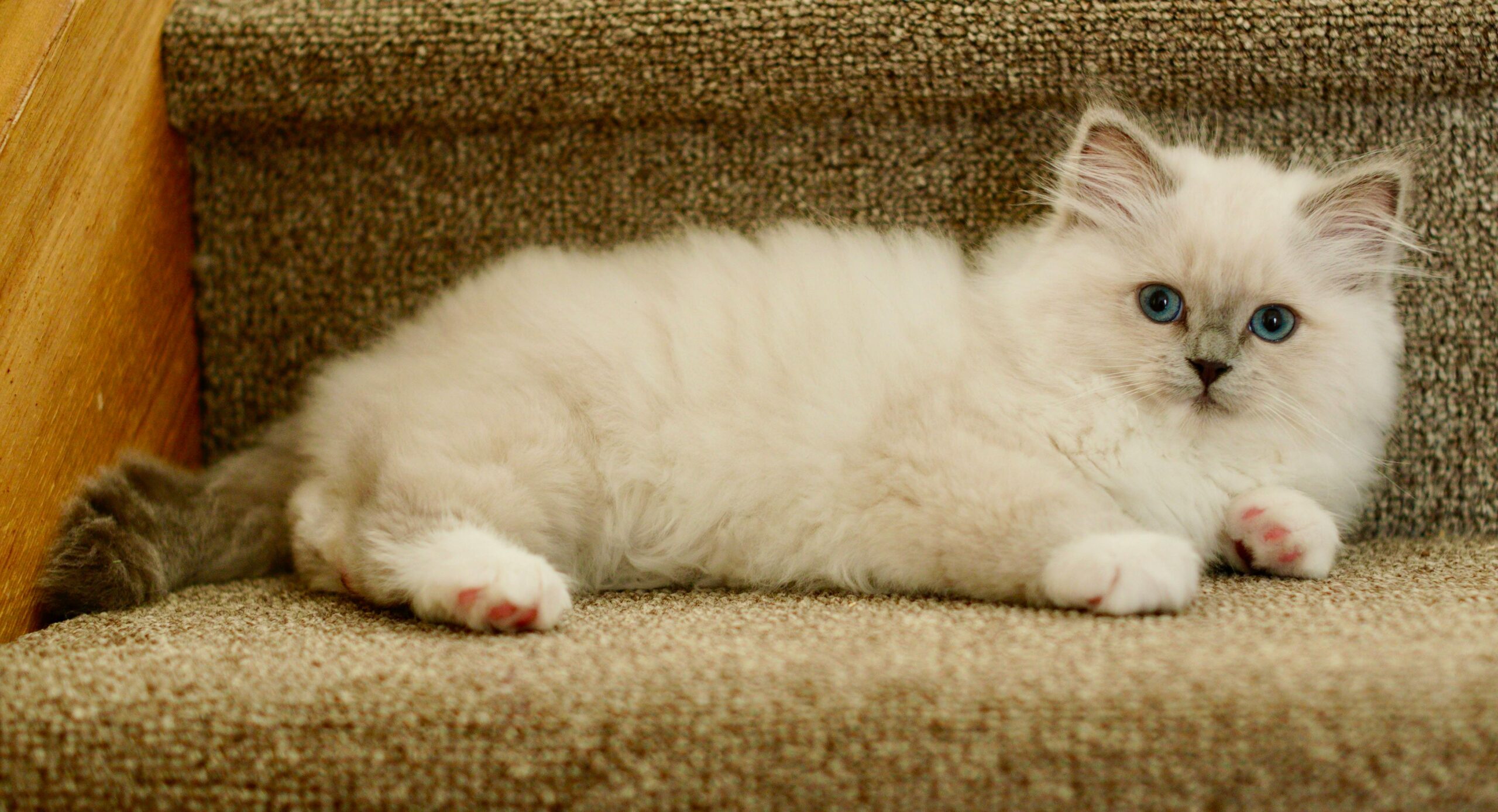 ragdoll kittens for sale in Missouri