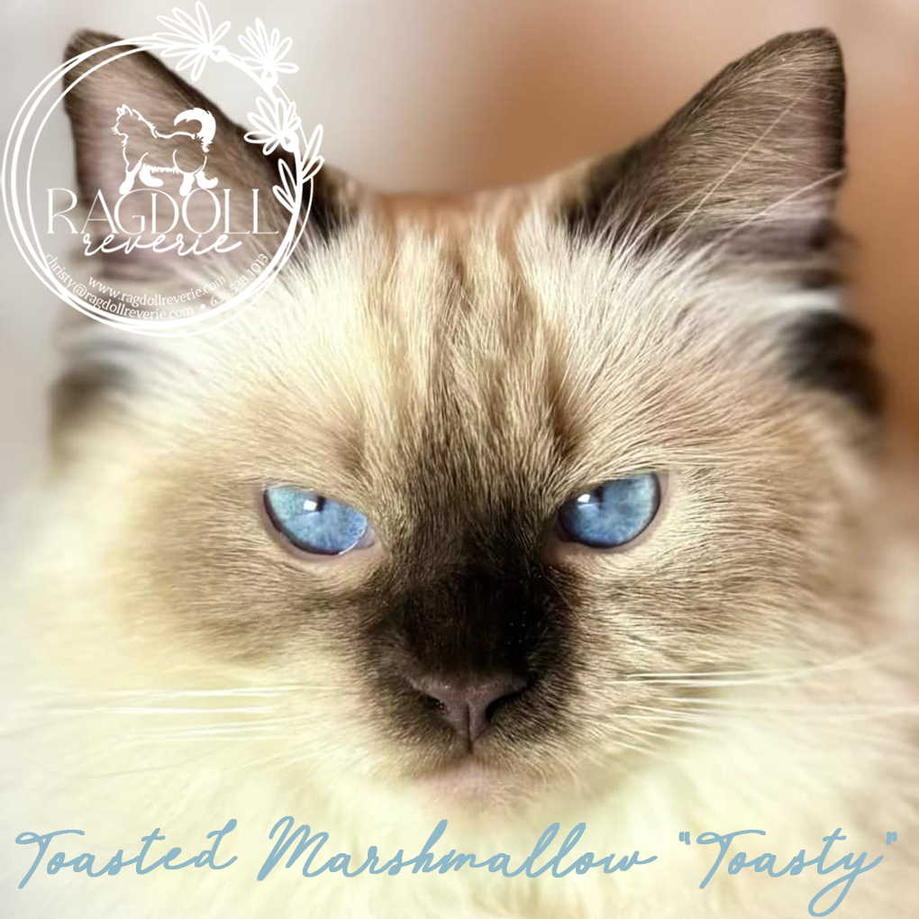 ragdolls in missouri