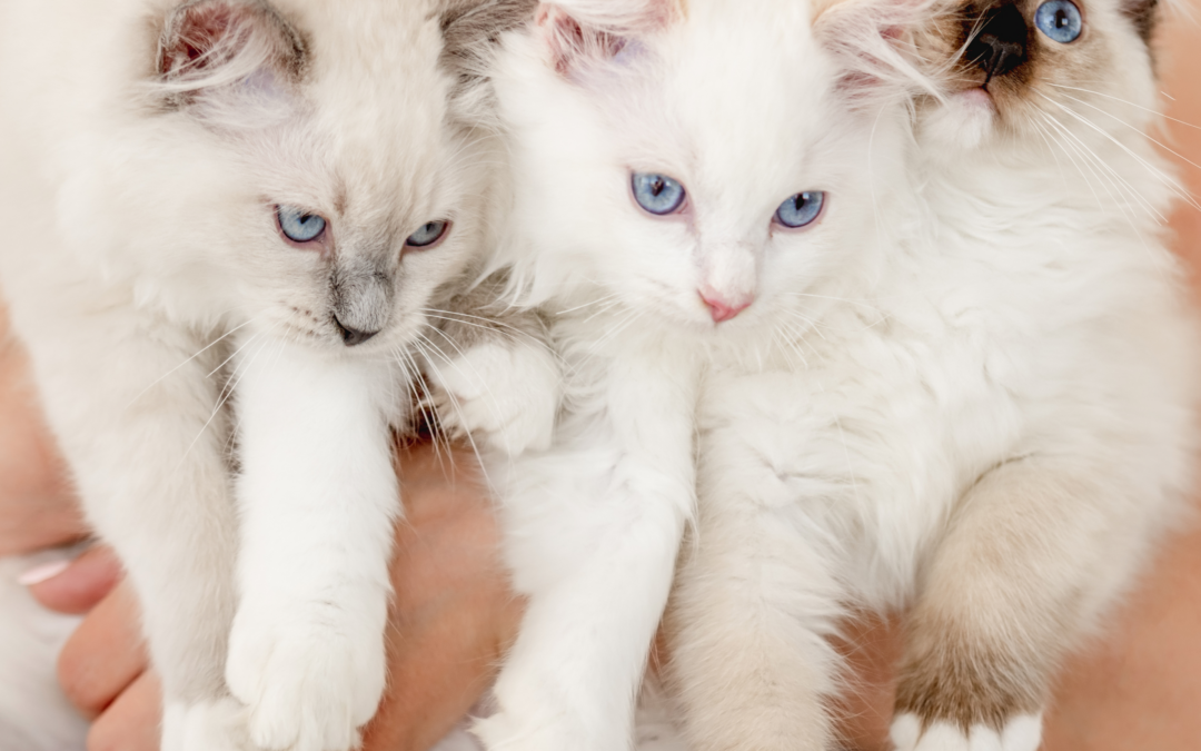 Ragdoll Patterns
