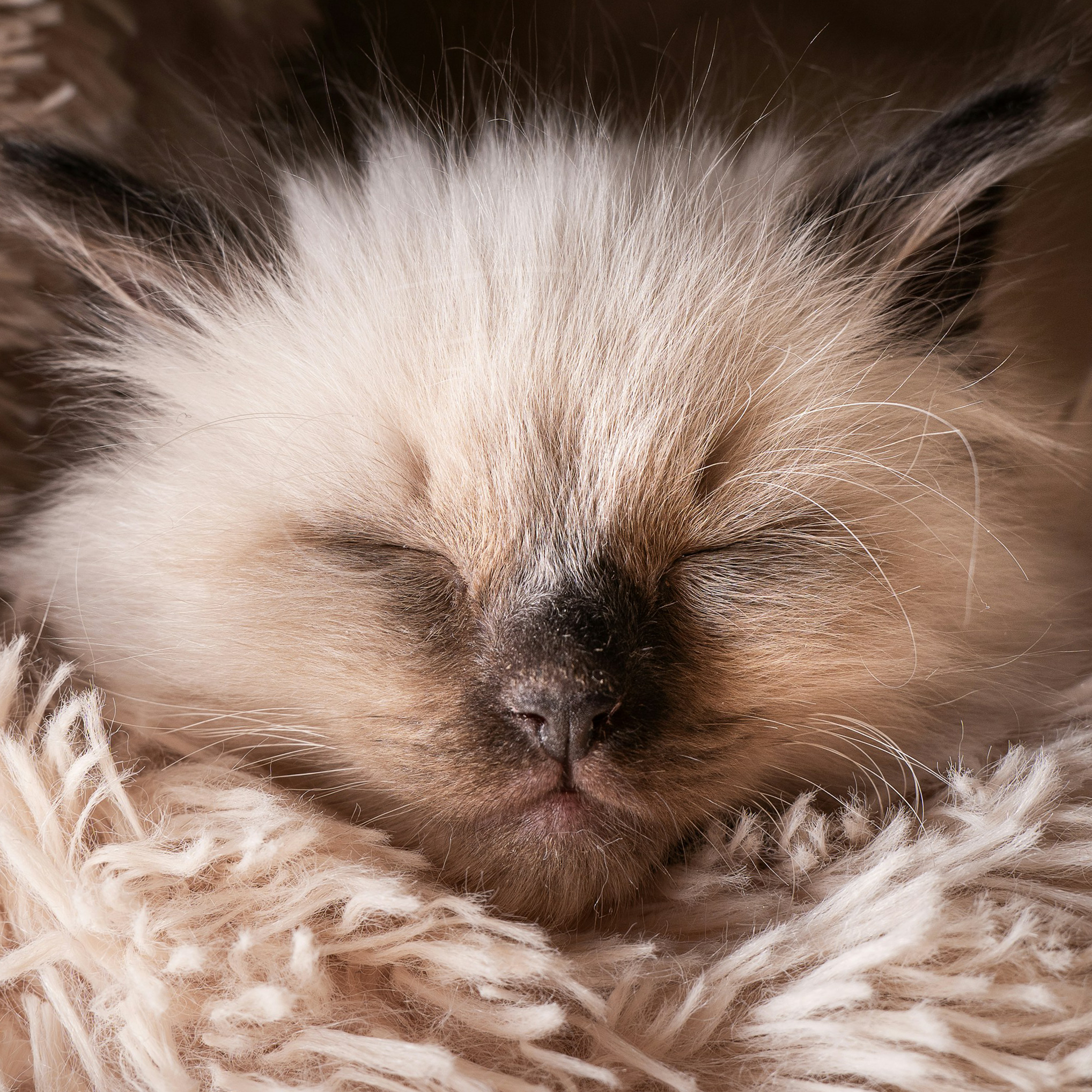 colorpoint ragdoll missouri
